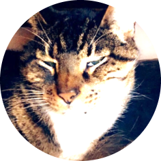 Smokey (2000 - 2020)